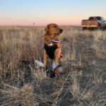 Keena’s First Pheasant Season