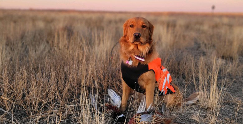 Keena’s First Pheasant Season