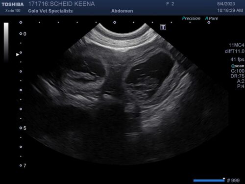 Keena ultrasounds 8-4-23