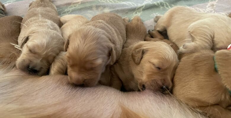 Puppies Have Arrived!