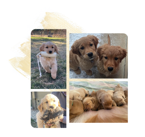 Puppies Collage