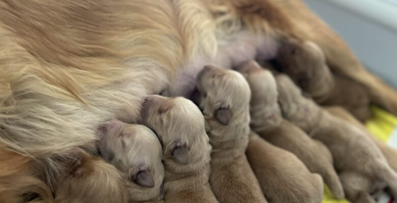 Bria – Scotch Puppies Have Arrived!