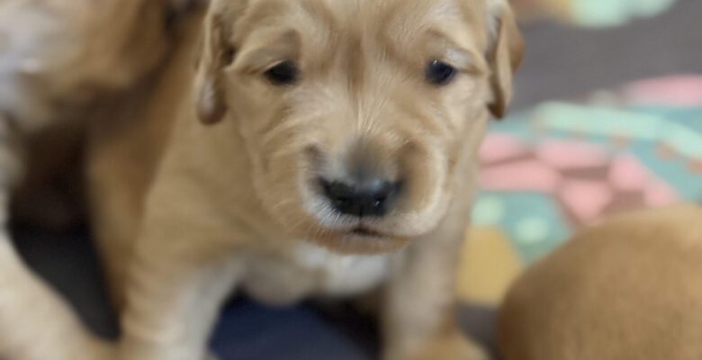 Week 3 Puppy Update – Bria & Scotch Litter
