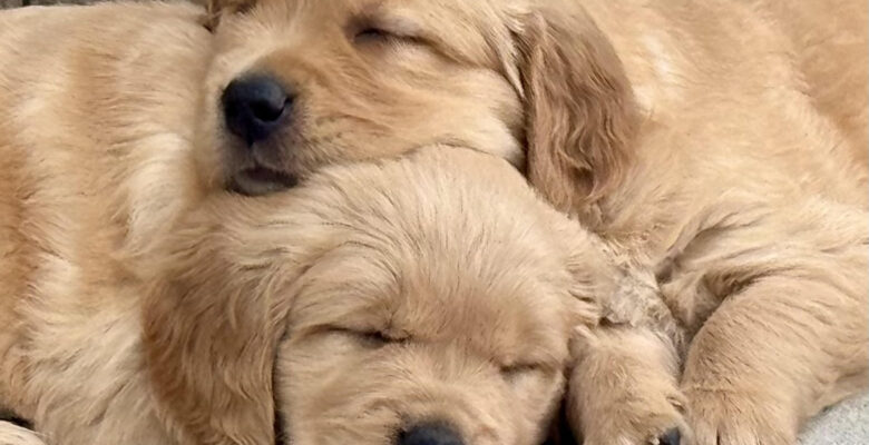 Week 6 Puppy Update – Bria & Scotch Litter