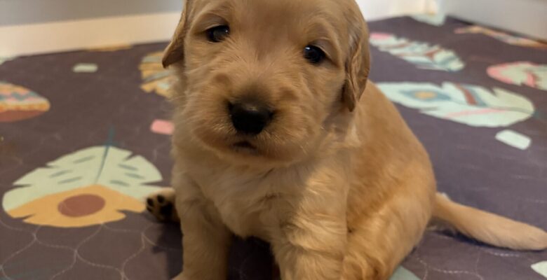 Week 4 Puppy Update – Bria & Scotch Litter