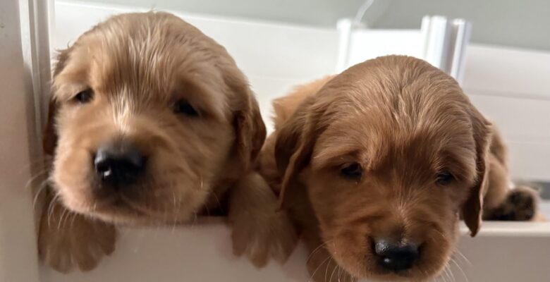 Week 5 Puppy Update – Bria & Scotch Litter
