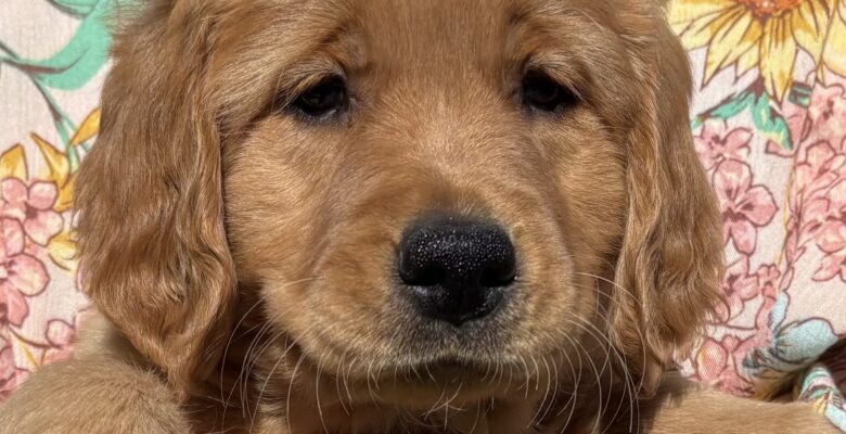 Week 8 Puppy Update – Bria & Scotch Litter