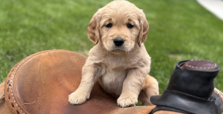 Week 7 Puppy Update – Bria & Scotch Litter